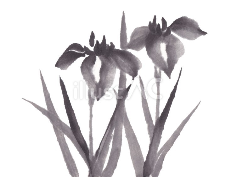 水墨の花菖蒲 花菖蒲,初夏,花のイラスト素材