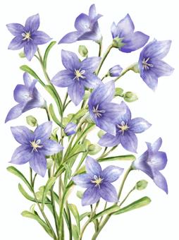 風鈴草大花束, JPG 和 PNG 風鈴草大花束, , JPG 和 PNG