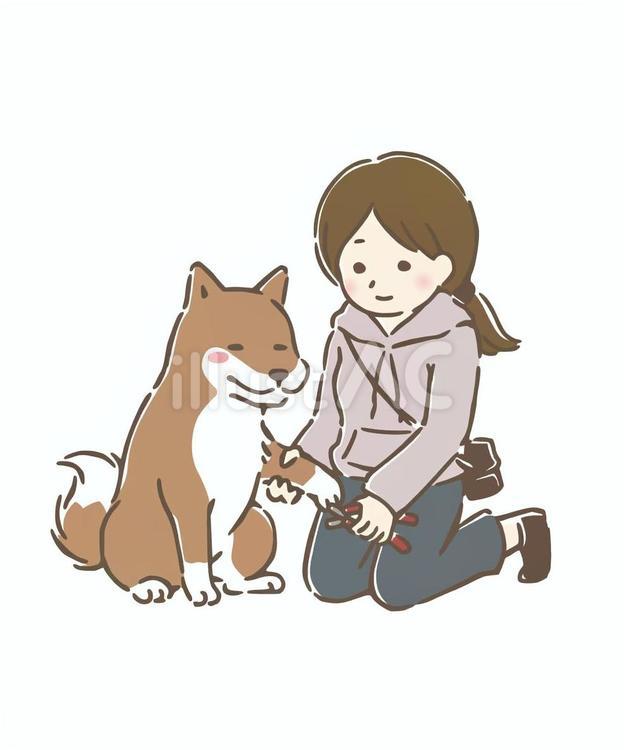 犬の前足の爪を切る人 犬,愛犬,前足のイラスト素材