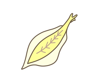 ゆるかわピカイア ピカイア,カンブリア紀,生物,古生物,海洋生物のイラスト素材