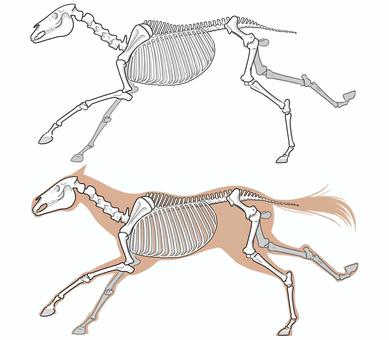 走る馬の骨と外側肉付き 馬,骨,走る,線画,外側,見本,午のイラスト素材