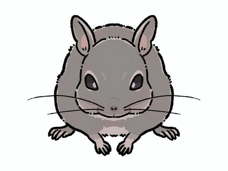 Illustration, animal, degu, degumouse, 