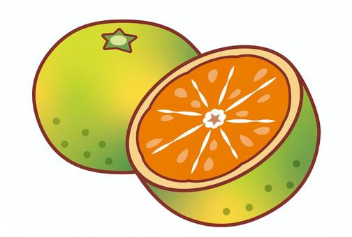 極早生みかん1個と半分_主線あり 極早生みかん,みかん,断面,半分,青い,温州みかん,青みかん,複数,緑,青切りみかんのイラスト素材