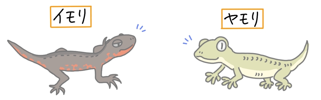ヤモリとイモリ 中学理科,理科,生物,ヤモリ,イモリのイラスト素材