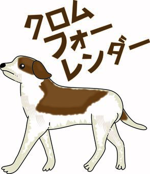 クロムフォーレンダー　　 クロムフォーレンダー,犬,小型犬,ペット,かわいい,横向き,歩く,カタカナのイラスト素材