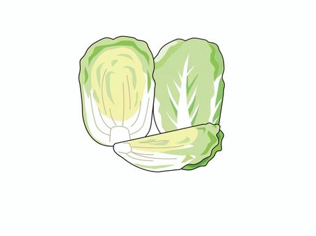 Illustration, chinese cabbage, winter, vegetables, 