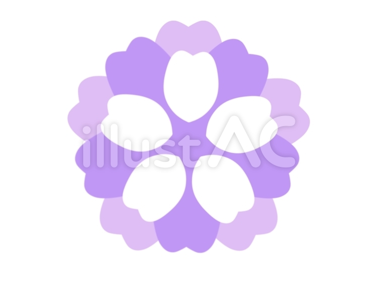 桜　紫 桜,春,紫のイラスト素材