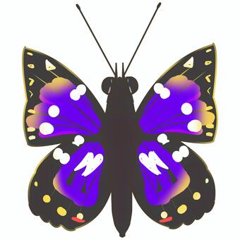 オオムラサキの美しい蝶 オオムラサキ,蝶,ちょうちょ,昆虫,自然,生き物,カラフル,標本風,観察教材のイラスト素材
