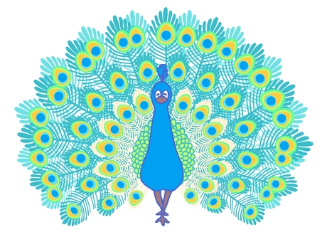 Illustration, peacock, bird, feather, 