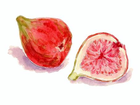 Watercolor _ hand drawn _ fig fruit, , JPG, PNG and EPS