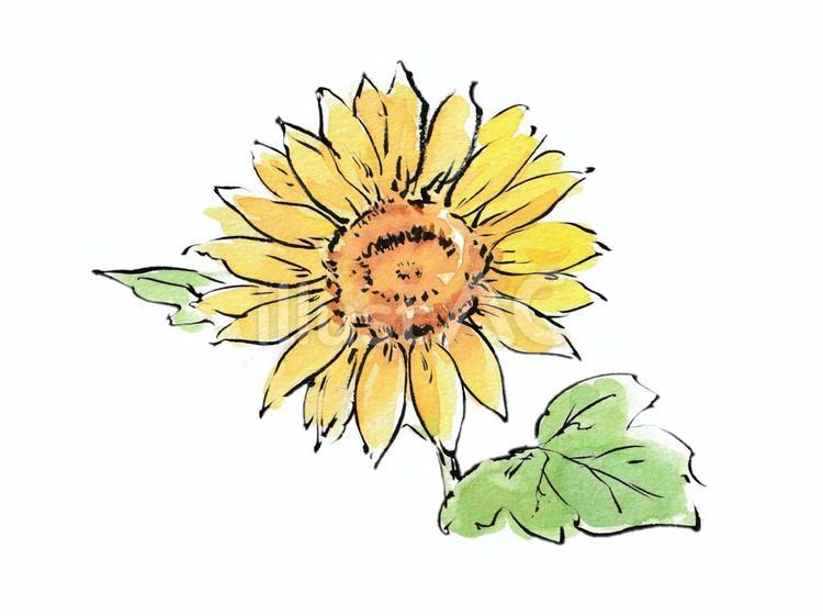 絵手紙風の向日葵 向日葵,花,植物のイラスト素材