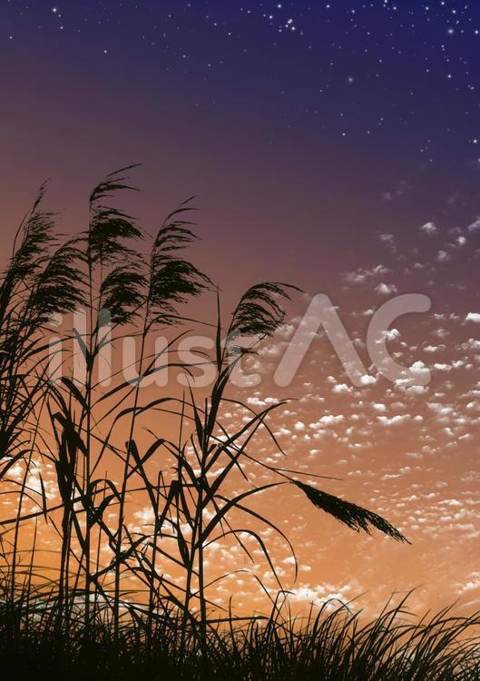 夕暮れ鱗雲星草 夕方,夕日,夕暮れのイラスト素材