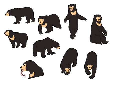 マレーグマ9種 マレーグマ9種 マレーグマ,野生動物,動物園,アジア,爪,舌,横顔,正面顔,座る,立つのイラスト素材