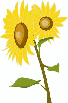 ひまわり　　 ひまわり,花,夏,咲く,きれい,花びら,植物,リアルのイラスト素材