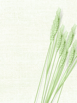 青々した緑の麦穂と麻布の背景　023 麦穂,青々,リアル,緑,ナチュラル,お洒落,自然,植物,大人っぽい,枠のイラスト素材