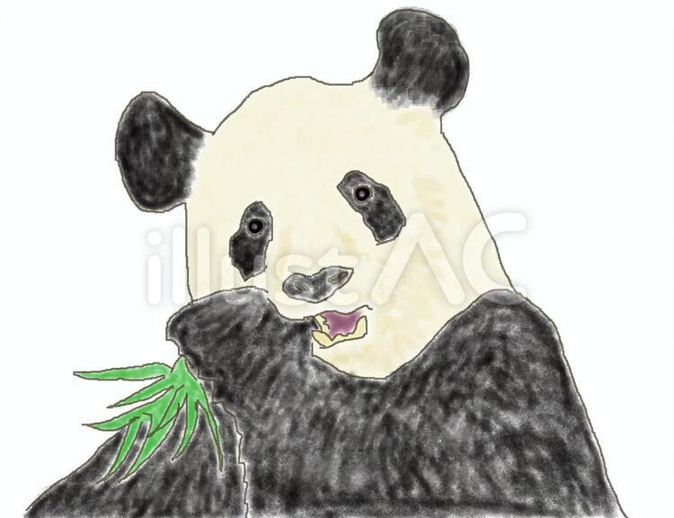 パンダイラスト - No: 490479｜無料イラスト・フリー素材なら