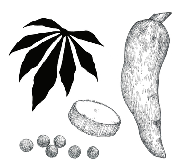 キャッサバの手描きイラスト キャッサバ,植物,葉,シルエット,断面,芋,タピオカ,食べ物,手描き,リアルのイラスト素材