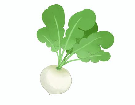 カブ　白 カブ,かぶ,根菜のイラスト素材