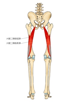大腿二頭筋のイラスト ハムストリングス,大腿二頭筋,筋,筋肉,ガイコツ,解剖,骨,モデル,骨格,解剖学のイラスト素材