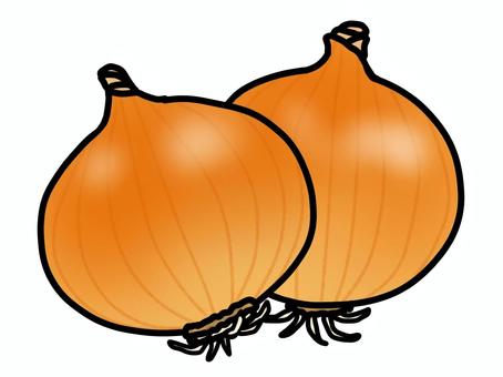 玉ねぎ 玉ねぎ,オニオン,野菜,食品,食べ物,食材,材料,根っこ,料理,皮のイラスト素材