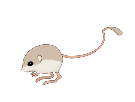 Illustration, robust, balochistan short-eared jerboa, pygmy gel bore, 