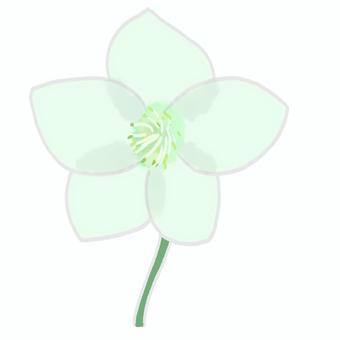 クリスマスローズ（白） クリスマスローズ,花,冬,植物,白のイラスト素材