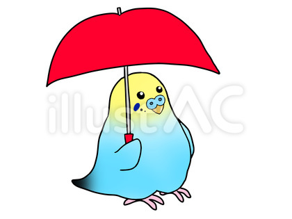 傘をさすセキセイインコ