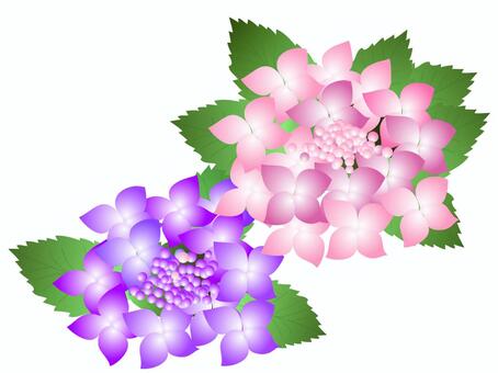 Hydrangea 2, hydrangea, hydrangea, pink, JPG and PNG