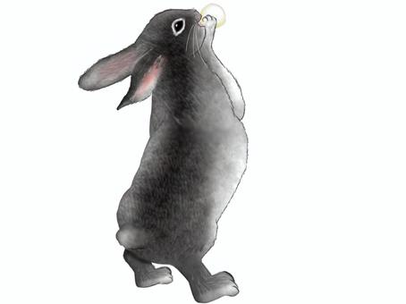 黑兔吃餃子, JPG 和 PNG 黑兔吃餃子, , JPG 和 PNG