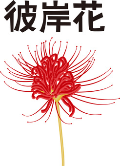彼岸花 　 彼岸花,花,咲く,きれい,赤,植物,秋,漢字,リアルのイラスト素材