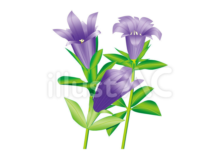 りんどう1 りんどう,花,植物のイラスト素材