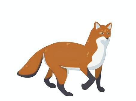 Illustration, uma raposa, raposas vermelhas, animal, 