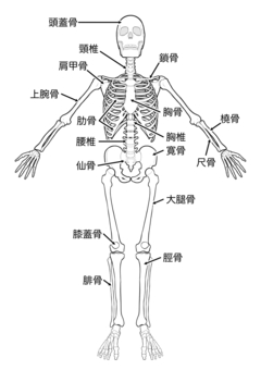 skeleton front whole body male anatomy, skeleton, front, coronal plane, JPG and PNG