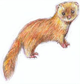 イタチ(色鉛筆) イタチ(色鉛筆) 動物,イタチ,色鉛筆,手描き,かわいいのイラスト素材