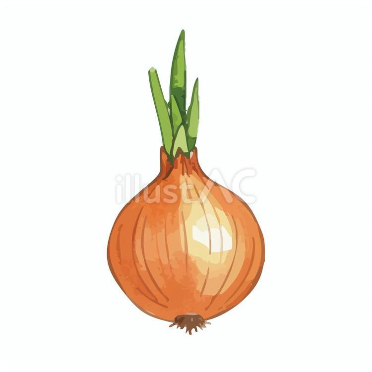 成長した玉ねぎ 玉ねぎ,野菜,水彩のイラスト素材