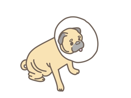 エリザベスカラーを付けられ悟ったパグ 動物,ペット,犬,猫,獣医,獣医師,治療,動物病院,パグ,エリザベスカラーのイラスト素材