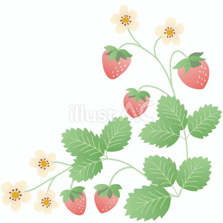 苺と花のアクセント 苺と花のアクセント いちご,赤,赤い実のイラスト素材