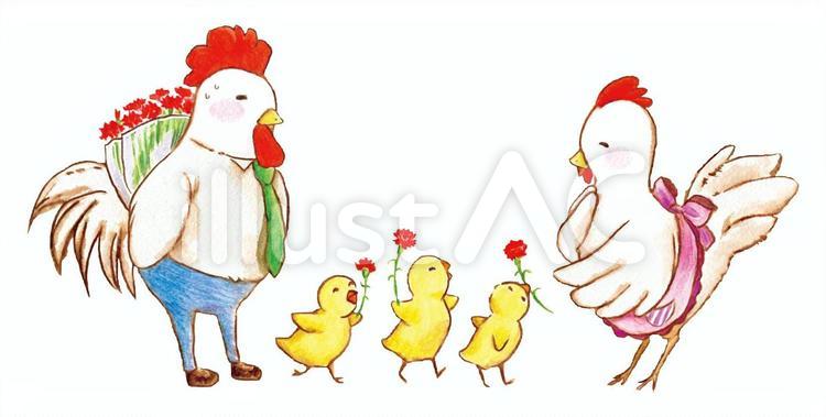 にわとりファミリー 鶏,ひよこ,母の日のイラスト素材