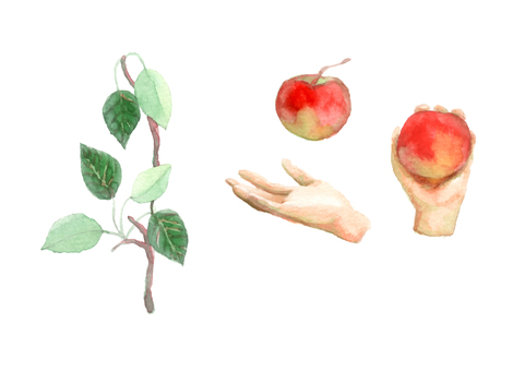 りんごと手の水彩画イラスト リンゴ,果物,手,食べ物,水彩画,イラストレーション,自然,新鮮,夏,葉のイラスト素材