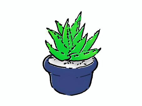 アロエ・多肉植物 アロエ,鉢植え,多肉植物,植物,食品,ガーデニング,園芸のイラスト素材