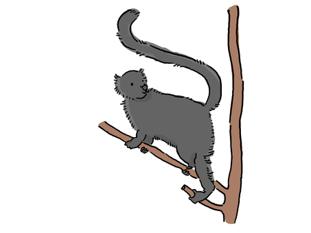 Black lemur on a tree, Black lemur on a tree, black lemur, monkey, wood,