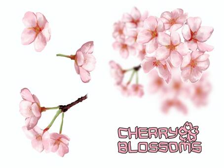 さくら-03 さくら-03 桜,花見,春のイラスト素材