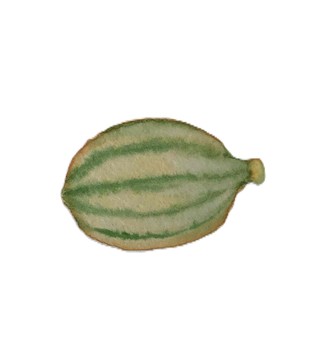 まくわうり 食べ物,旬,美味しそう,まくわうり,緑,水彩のイラスト素材