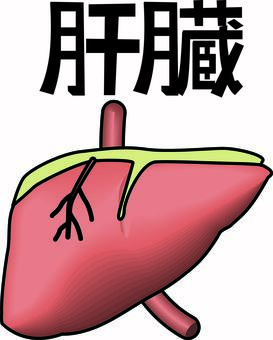 肝臓  肝臓,臓器,内臓,人体,病気,健康,体内,線画,漢字,リアルのイラスト素材