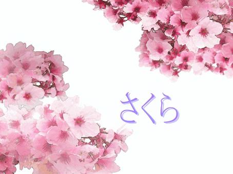 さくら 桜,春,ピンク,花びら,満開,文字あり,フレーム,背景のイラスト素材