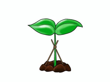 Illustration, sprout, dhukungan, vegetasi, 