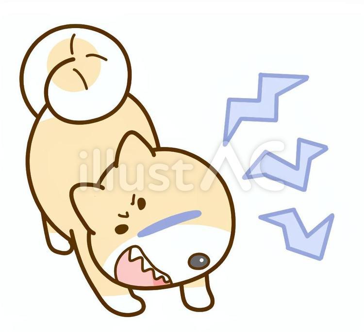 吠える柴犬 犬,柴犬,吠えるのイラスト素材