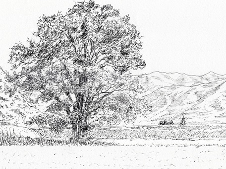 田んぼの中にあるクスノキ 風景画,風景,スケッチ,ペンスケッチ,ペン画,線画,白黒,モノクロ,木,クスノキのイラスト素材