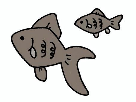 金魚さん　黒 金魚,動物,ゆるふわ,ゆるい,かわいい,シンプル,手描き,挿絵,魚,大のイラスト素材