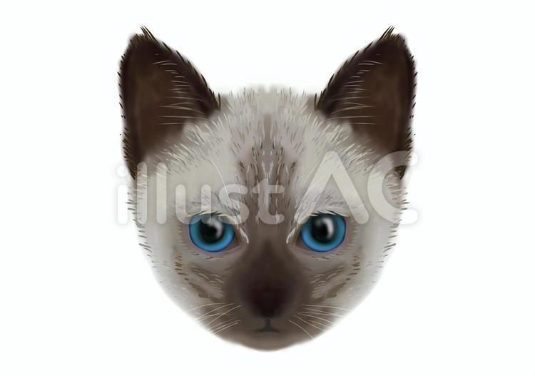 猫9 猫,子猫,動物のイラスト素材